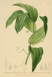 Streptope à feuilles embrassantes (Streptopus amplexifolius)